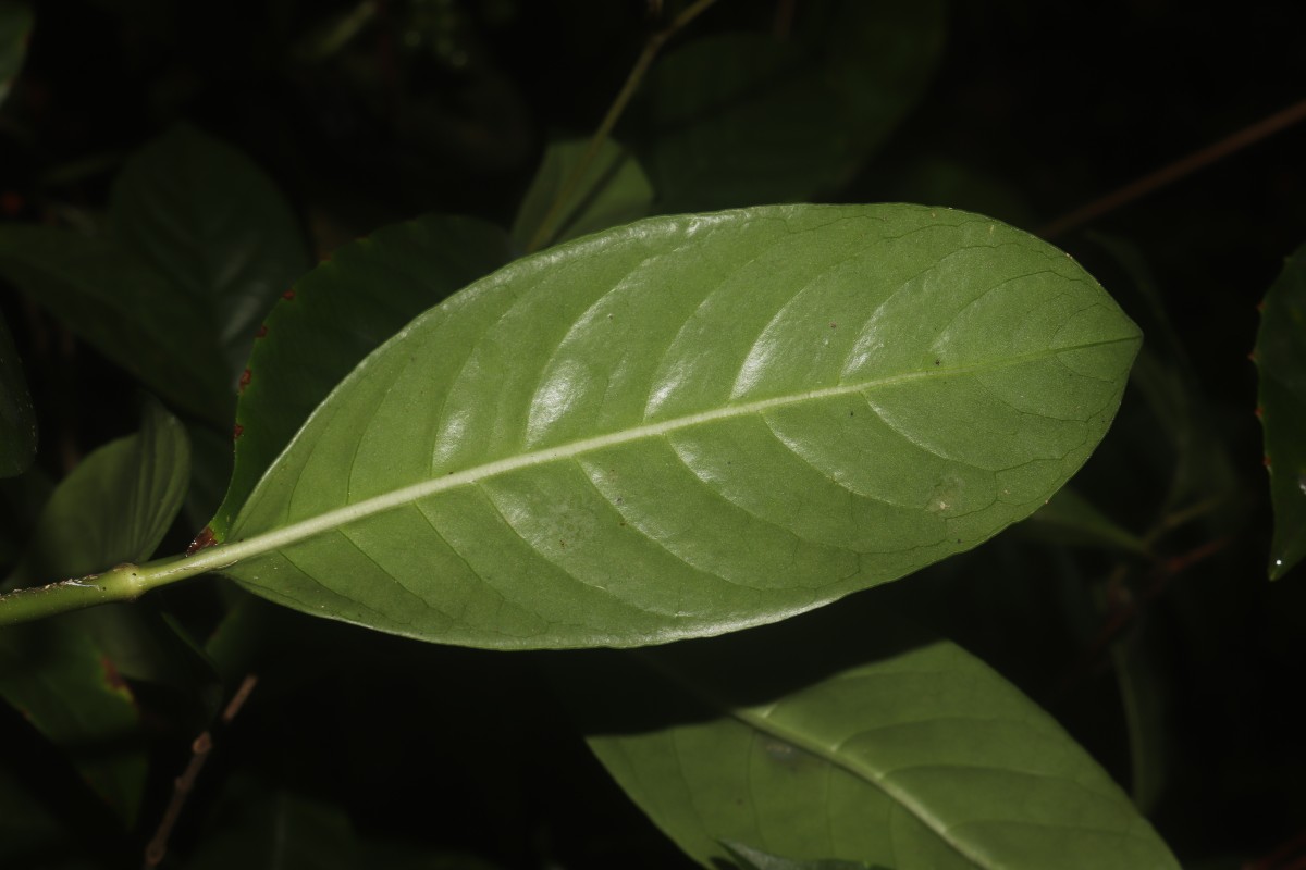 Psychotria nigra var. nigra